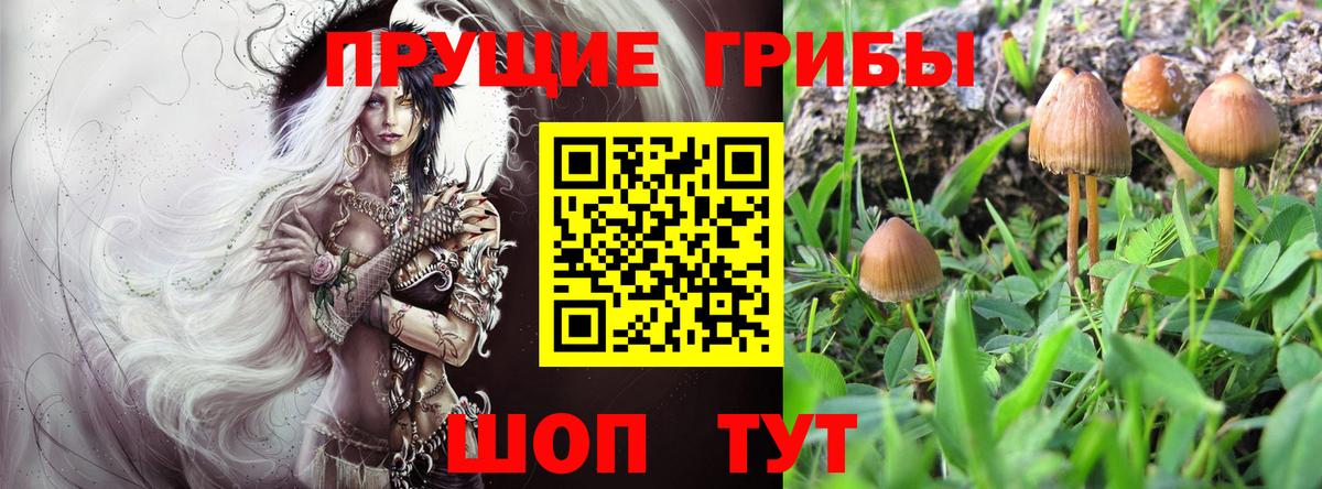 Псилоцибиновые грибы Cubensis  Вход с VPN  Тутаев  Псилоцибиновые грибы мухоморы 